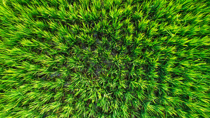 Top view of vibrant Green Rice plants arranged in a circular pattern, showcasing the lush growth and intricate planting design typical of agricultural fields.