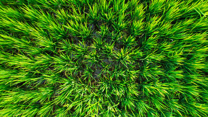Top view of vibrant Green Rice plants arranged in a circular pattern, showcasing the lush growth and intricate planting design typical of agricultural fields.