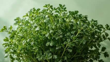 Obraz premium Bundle of parsley and fennel