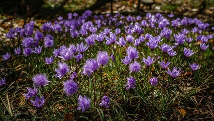 Fototapeta premium Purple Wildflowers of the Pulsatilla Variety in a Forest During Spring