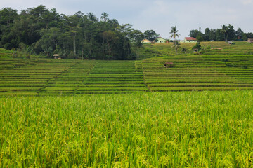 Expansive paddy fields in Majalengka, Indonesia, with lush green rice plants stretching towards the horizon under a cloudy sky, surrounded by terraced hills and distant trees.
