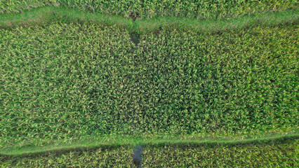 Top view of vibrant Green Rice Plants arranged in a circular pattern, showcasing the lush growth and intricate planting design typical of agricultural fields.