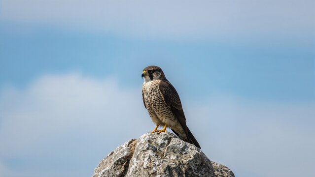 Wild bird of prey resting on a stone with sky in the backdrop. - Powered by Adobe