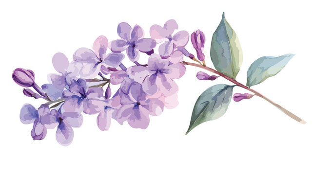 Single Lilac Flower Watercolor Isolated on White Background