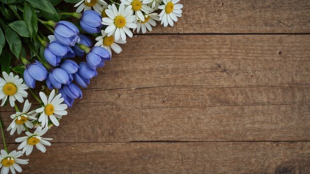 Arrangement of Muscari and Daisy Flowers Along Wooden Table with Room for Writing