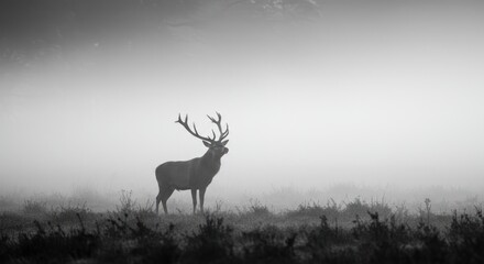 Stag in fog A majestic deer stands amid dense fog in a monochrome field