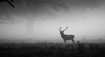 Solitary stag standing in a foggy field silhouetted against a background of trees