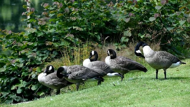Kanadag&auml;nse auf der Wiese