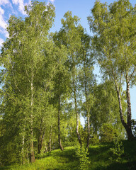 Obraz premium Lush green birch trees and grass on a sunny hillside under a clear blue sky, a natural spring landscape and outdoor scene for background. Vintage film aesthetic.