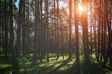 Sunlight illuminating green grass and tree trunks in a forest, creating natural reflections and shadows. A beautiful spring or summer woodland scene. Vintage film aesthetic.