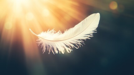 White feather floating in sunlight soft texture peaceful image