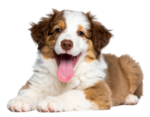 Happy Brown and White Puppy Resting with Tongue Sticking, isolated on transparent background.