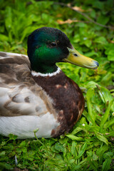 duck on the grass looking pretty