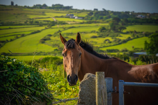 Horse in field looking toward camera - Powered by Adobe