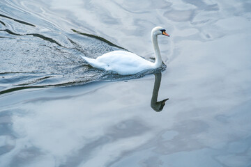 Obraz premium swan swimming in a lake