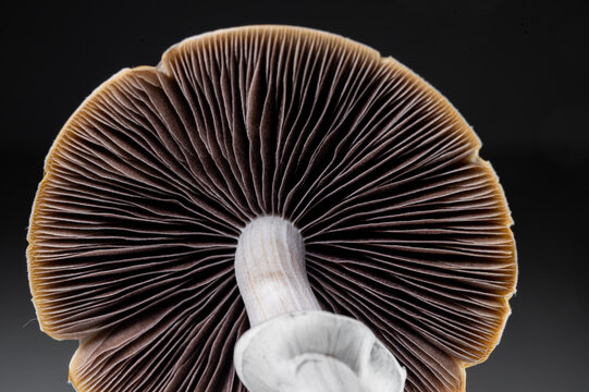 Psilocybe cubensis macro close-up with gills and blue bruising