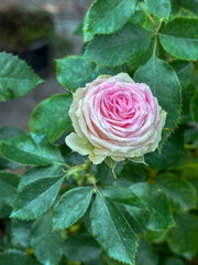 pink rose flower for wedding bouquet