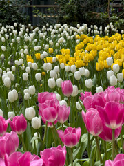 Close-up of multi colored tulips in field,
