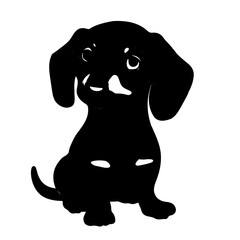 black labrador puppy