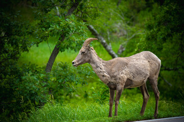 Wild mountain goat with horns