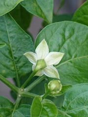 Delicate pepper flower blooms amidst vibrant green leaves