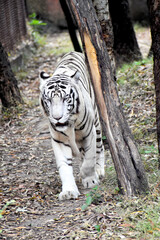 The majestic white tiger, with its striking white fur and icy blue eyes, is a rare and powerful big cat symbolizing strength, beauty, and mystery in the wild.
