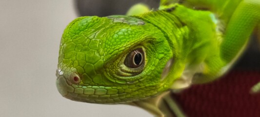 chameleon on a branch