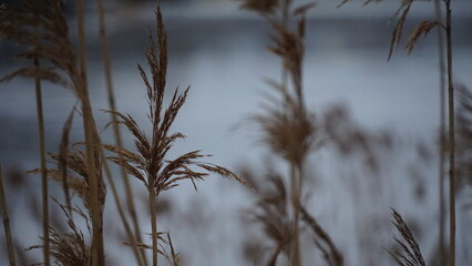 Dry reed grass swaying in the wind near a calm lake in winter