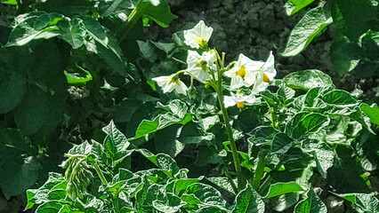 Cadzand, Knokke, Sluis, Br&uuml;gge