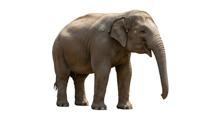 Obraz premium Side view of a young elephant against a black background.