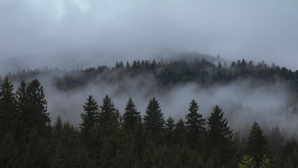 Trees in the morning fog on the mountain