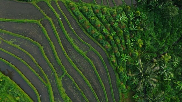 Panoramic View of Rice Terraces in Bali, Indonesia. Top aerial drone view of green rice fields. - Powered by Adobe