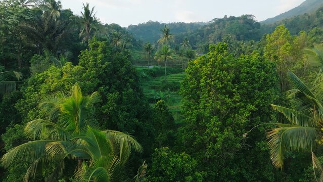 Panoramic View of Rice Terraces in Bali, Indonesia. Top aerial drone view of green rice fields.