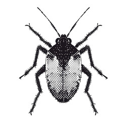 Obraz premium black beetle isolated on white