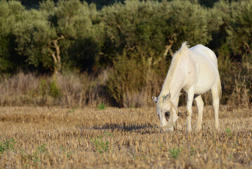 Obraz premium White horse, Greece