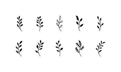 Naklejka premium Leaf Branch with Thin Lines. This botanical illustration shows a delicate leaf branch with thin lines and minimalist style.