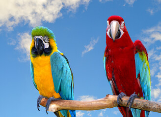 Blue and Yellow Macaw with a blue sky background