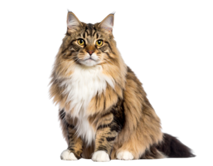 Large Domestic Norwegian Forest Cat with Thick Coat, Isolated PNG