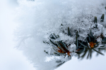 Close-up snowflakes on a frozen fir tree branch