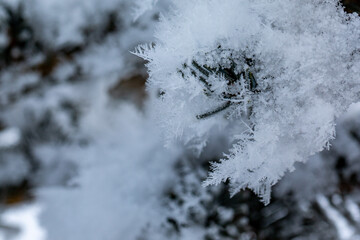 Close-up image of snowflakes on the fir tree branch