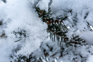 Macro photo of snowflakes on the fir tree