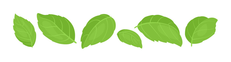 Green basil leaves set. Vector cartoon flat illustration. Fragrant herb icon.