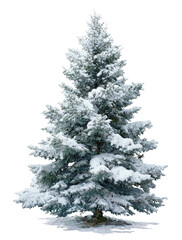 Fototapeta premium Snow-covered evergreen tree