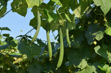 Organic Cultivation of Luffa Acutangula