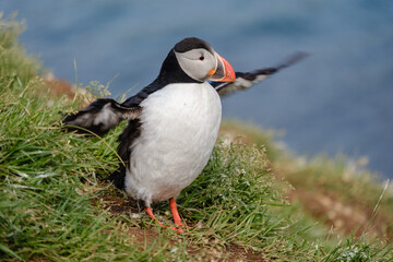 A vibrant puffin stands on lush green grass, spreading its wings as it prepares for flight. Bakkagerd, East Iceland, Puffins.