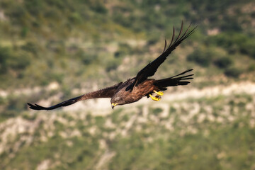 Black Kite in flight 