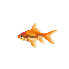 Vibrant goldfish swimming gracefully with bright orange and white scales, showcasing its lively
