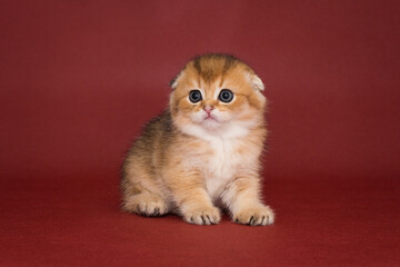 Portrait of a small Scottish fold kitten