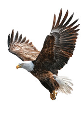 Fototapeta premium Bald eagle in flight against black background