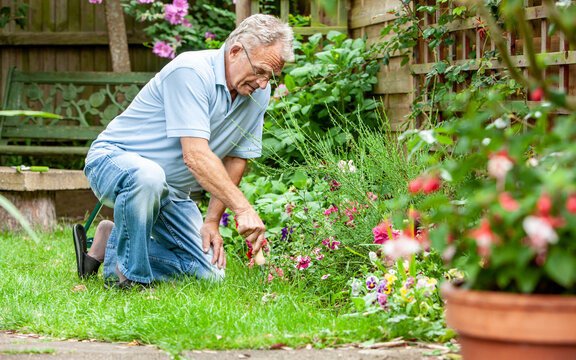 Retirement: Tending the Garden. A senior man working on his flower beds. From a series of related images with a retired couple.